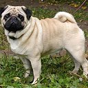 ���� ���������, ���������������, 61 ��� - ��������� 9 ������� 2014 � ������ �������