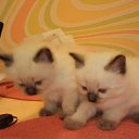 ������ ��� ����� �� ������� ���� ����� � ������