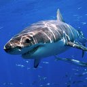  Shark,  -  7  2014