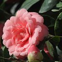  Loseff Yurij, , 63  -  10  2013   