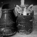 ���� �����, ������, 54 ���� - ��������� 25 ������� 2014 � ������ �FunnyAnimals�