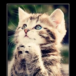 �������, ����������-��-�����, 40 ���