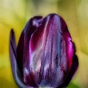  Loseff Yurij, , 63  -  29  2013        