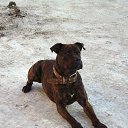 ���� �����, ���������, 41 ��� - ��������� 15 �������� 2013 � ������ ���� ����������