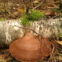  Svetlana, , 59  -  12  2014   )