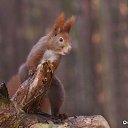 ���� �����, ������, 54 ���� - ��������� 25 ������� 2014 � ������ �FunnyAnimals�