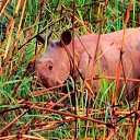  , , 56  -  9  2013   ջ