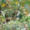 ���� ����, ���������, 65 ��� - ��������� 4 ������ 2013 � ������ ���� ����������