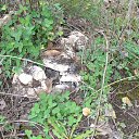 ���� Guzel, ��� - ��������� 25 �������� 2013 � ������ ���� ����������