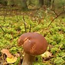  Svetlana, , 59  -  12  2014   )