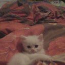 ���� �������, ������, 43 ���� - ��������� 1 ����� 2014 � ������ ���� ����������