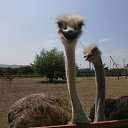  ** @, , 49  -  28  2013    