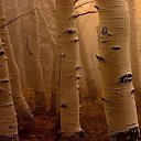 ���� �������, �����-���������, 40 ��� - ��������� 1 ������� 2014 � ������ ���� ����������