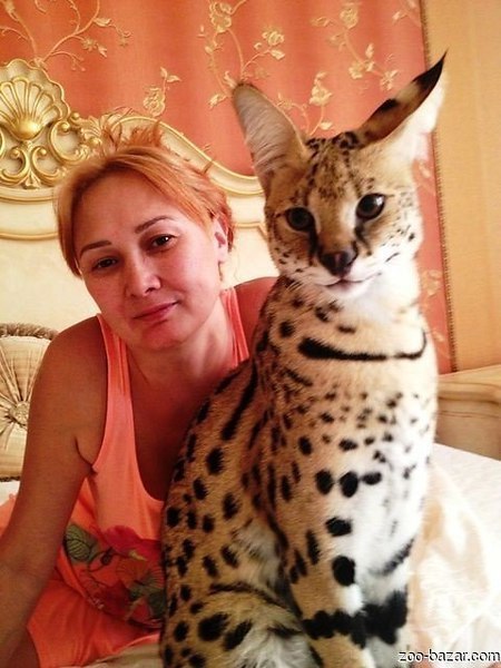 Кошка сервал домашняя