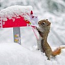  Gelya   20, , 57  -  17  2013   