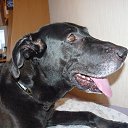 ���� ���, ������ - ��������� 19 ������� 2013 � ������ �In Memory of Nos, The Dog (R.I.P)�