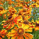 ���� ������� �., ����� - ��������� 17 ������� 2013 � ������ �������