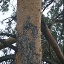 ����� ������
 �� ������� ��������