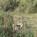 ���� �����, �������, 68 ��� - ��������� 29 ������ 2013 � ������ ����� ��������