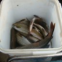 ���� ��������, ��������, 82 ���� - ��������� 2 ������ 2014 � ������ ���� ����������