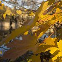 ���� ��������, �����-���������, 37 ��� - ��������� 21 ������� 2013 � ������ �������������