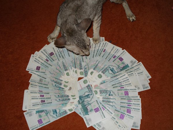     :  !!! - kotka, 61 , 