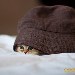 ���� ��������, ����, 69 ��� - ��������� 14 ������ 2013