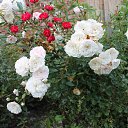 ���� ������� �, ��������, 59 ��� - ��������� 25 ������� 2013 � ������ ���� ����������