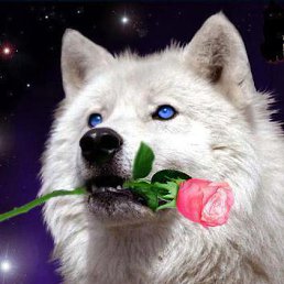 ���� ��������, ������, 56 ��� - ��������� 11 ������ 2014