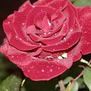 �� ����� �����... �� ������� ������...�