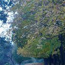 ���� Tarik, ���� - ��������� 11 ����� 2014 � ������ ���� ����������
