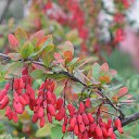 ���� Svann, ���������, 71 ��� - ��������� 18 �������� 2013 � ������ �������� �����