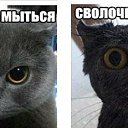 ���� �, �������, 42 ���� - ��������� 15 ������ 2014 � ������ ���� ����������