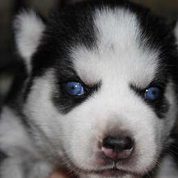 ���� �����, ���������, 39 ��� - ��������� 9 ������ 2013