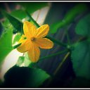  Nata Li Legata,  -  12  2013   ,  )