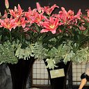 ���� Tim, ��������� - ��������� 25 ������ 2013 � ������ �������