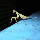 ���� O�����, �����������, 52 ���� - ��������� 12 ����� 2014 � ������ ������ ��������