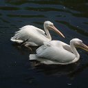 ���� ����, �����-��������� - ��������� 7 �������� 2013 � ������ ���� ����������