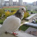 ���� ����, ������, 45 ��� - ��������� 28 ������� 2013 � ������ ���� ����������