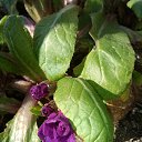 ������� ����������� �� ������� ���� ����������