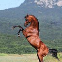  Elchin, , 67  -  9  2014    