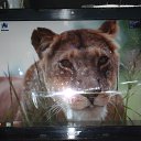 ���� �������, ����������� - ��������� 28 ������� 2013 � ������ ���� ����������