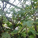 ���� ����, ����������� - ��������� 20 ������ 2014 � ������ �����������