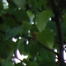 ������, ������ ��������, 53 ����