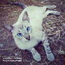 ���� Sardo "������ ������" �����������, ������� - ��������� 19 ������ 2013 � ������ ���������� ����������