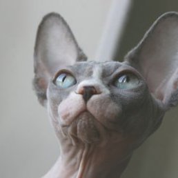 ���� Cat, ��������� - ��������� 5 ������ 2013