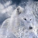���� Einsamer Wolf, ������������, 71 ��� - ��������� 27 ������ 2014 � ������ ���� ����������