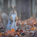  Gelya   20, , 57  -  17  2013   