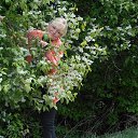  Nina, , 59  -  4  2014    