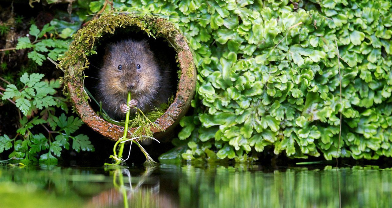 .    Mark Bridger.